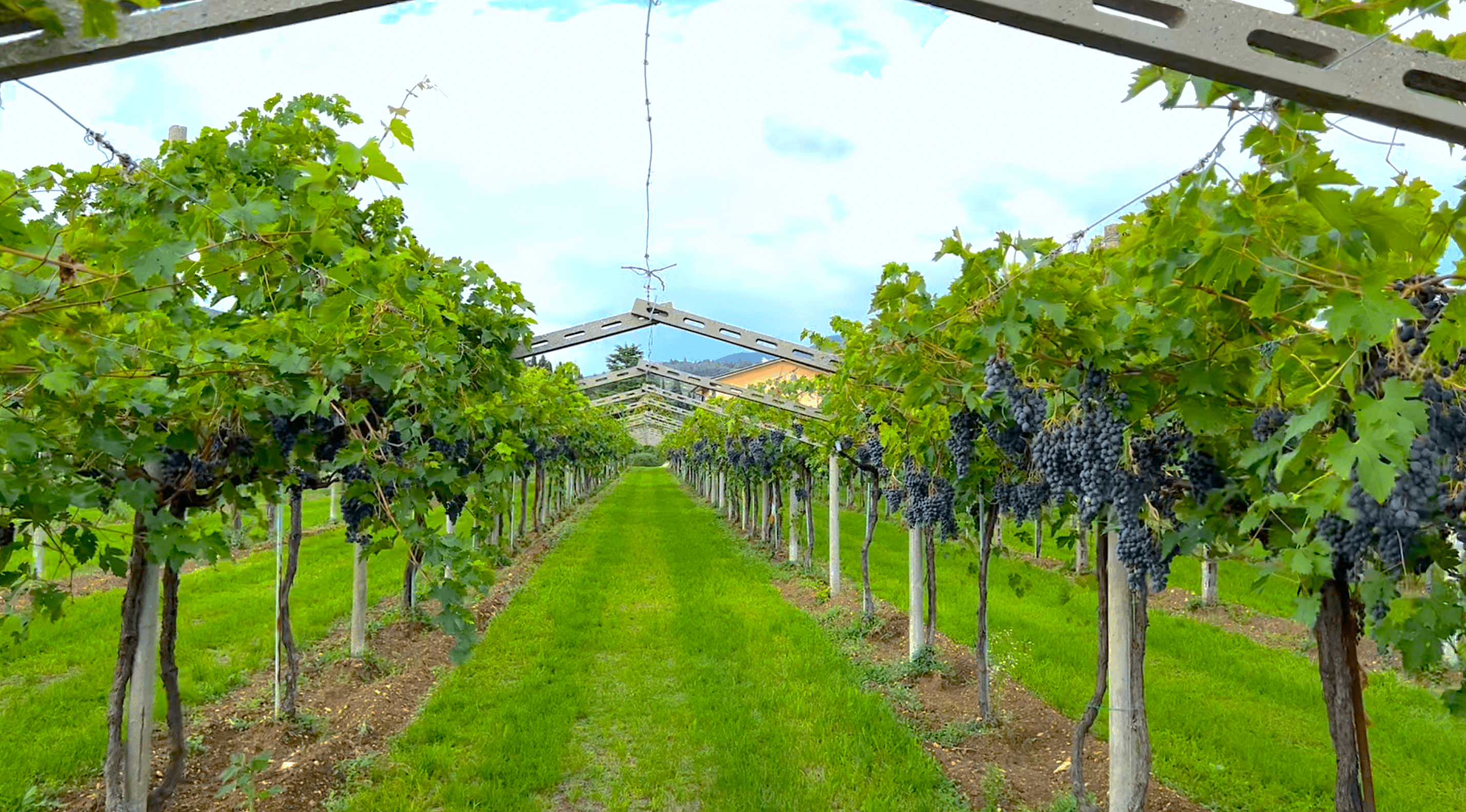 Ugolini Pozzetto Valpolicella Classico